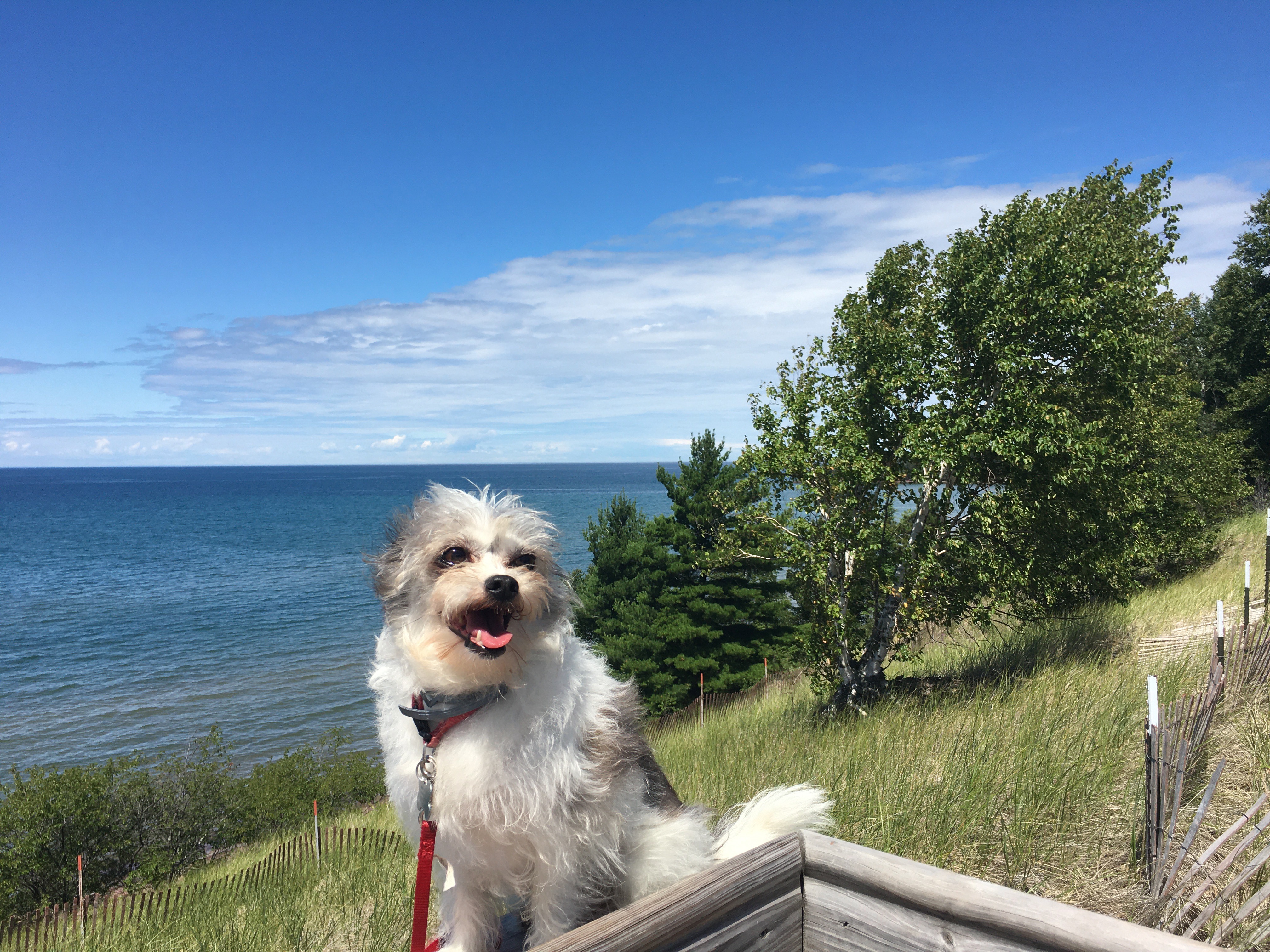  Our dog Rufus - overlooking Lake Superior on Keweenaw Peninsula 