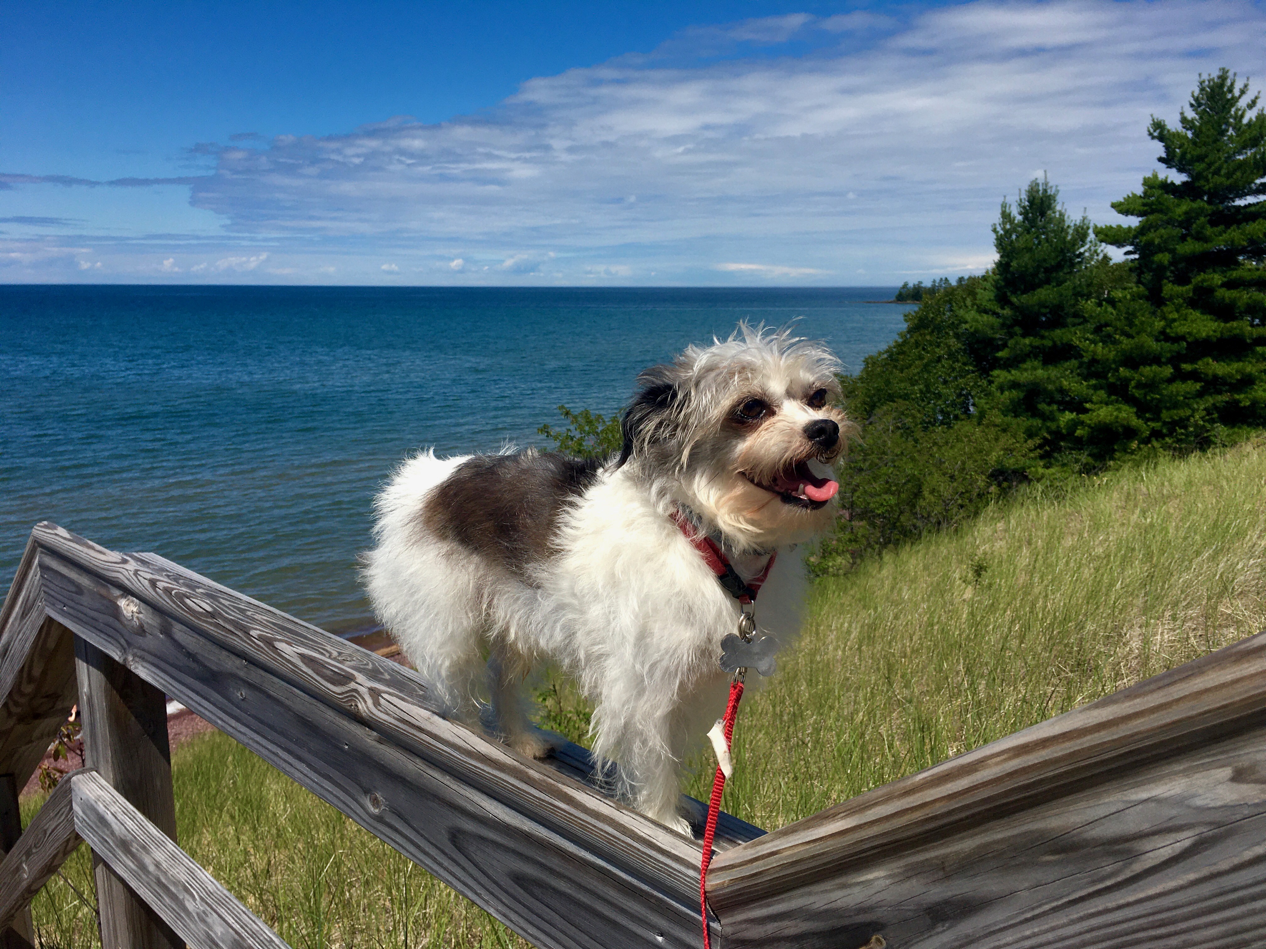  Our dog Rufus - overlooking Lake Superior on Keweenaw Peninsula 