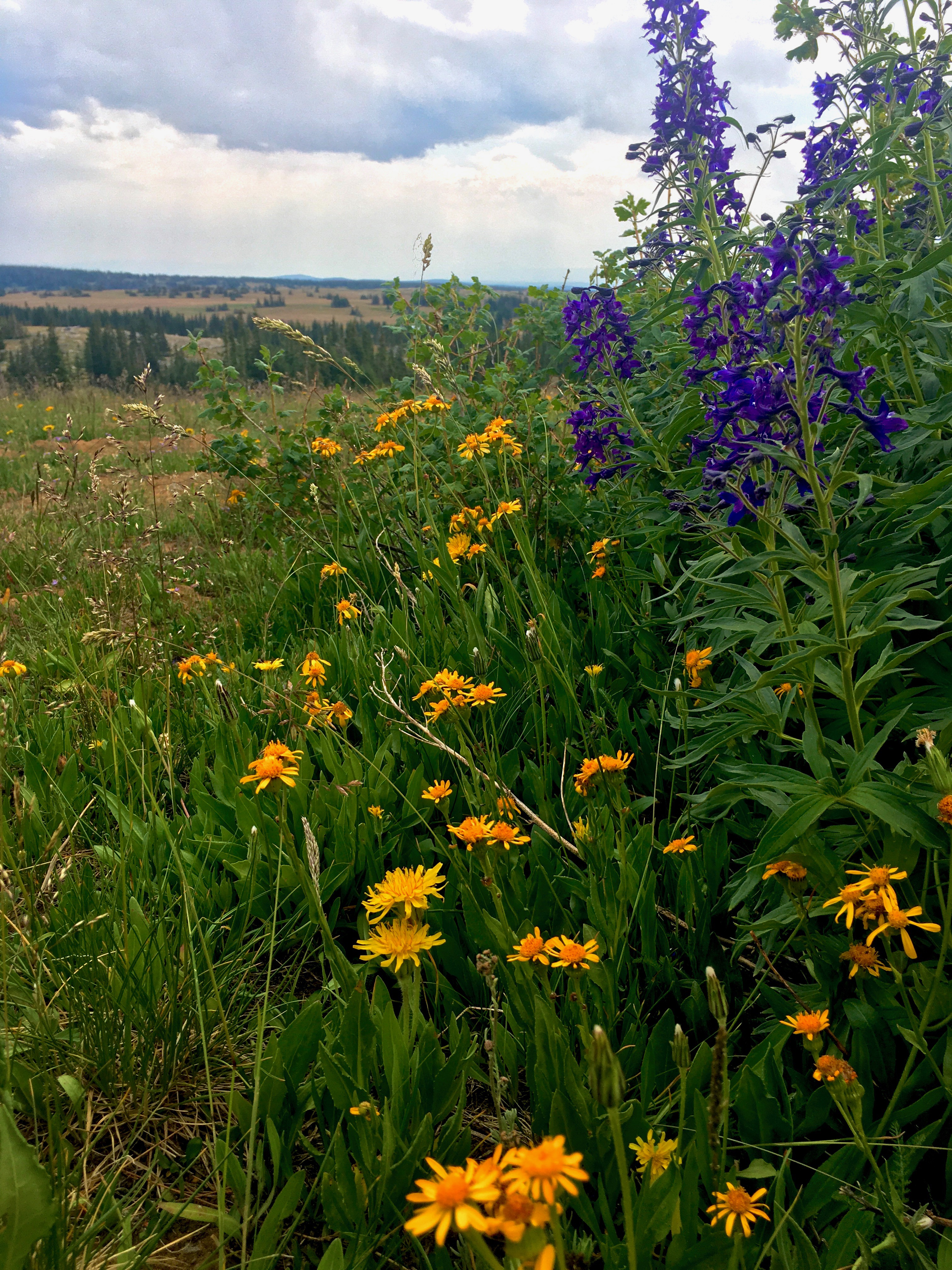  Snowy Range Mountains 