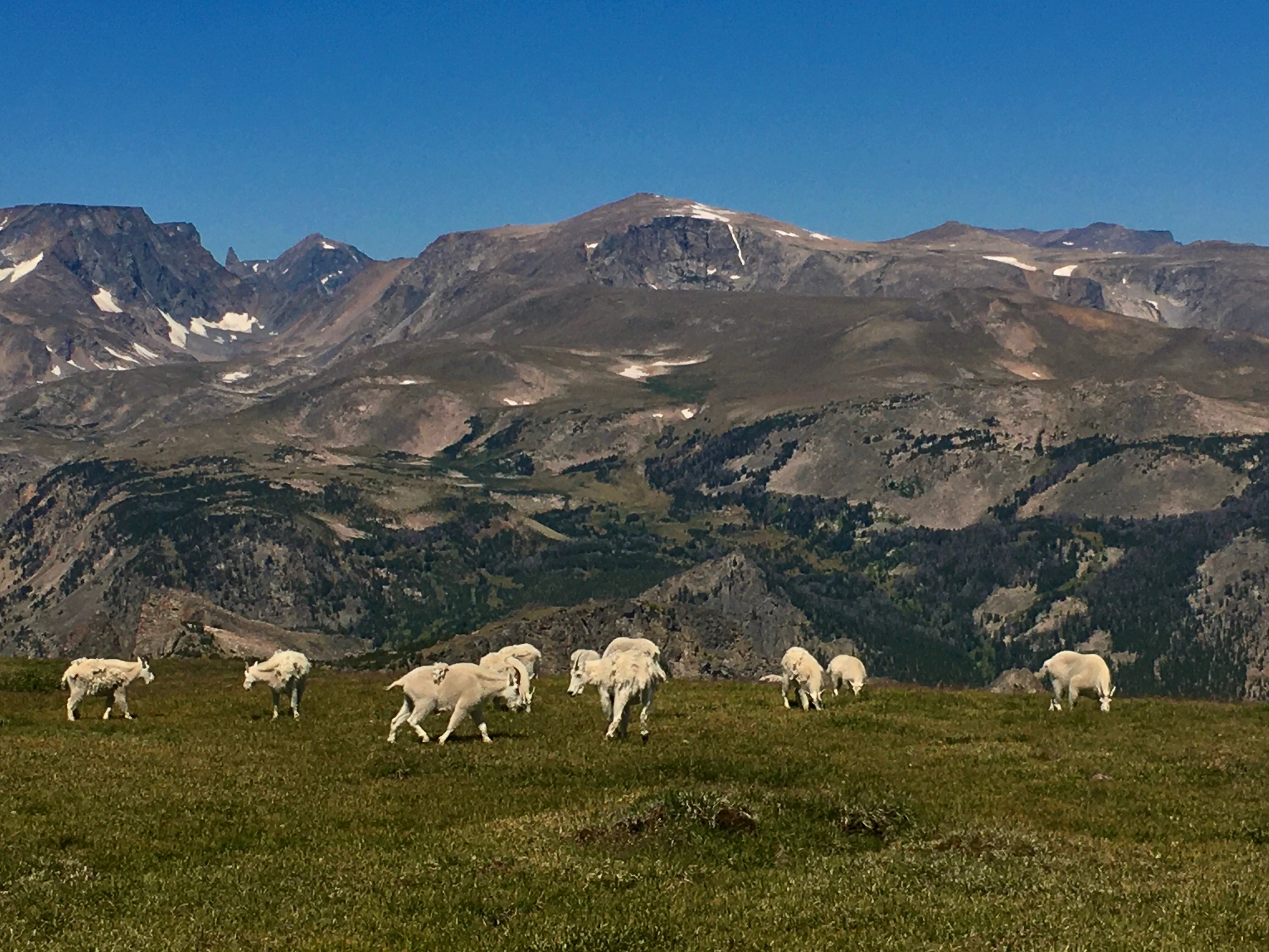  Mountain Goats on Beartooth Pass 