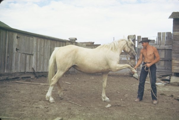  Carl Harbert - Horse training 