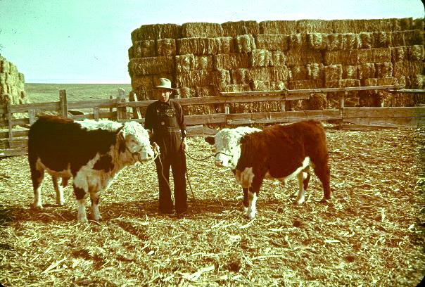  Davy Harbert and his cattle 
