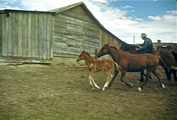  Davy Harbert herding wild horses 